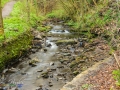 Flatts Wood Barnard Castle