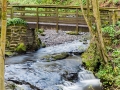 Flatts Wood Barnard Castle
