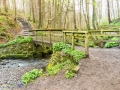 Flatts Wood Barnard Castle