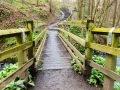 Flatts Wood Barnard Castle