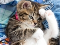 Belle - CatPhotographer - Bishop Auckland 2