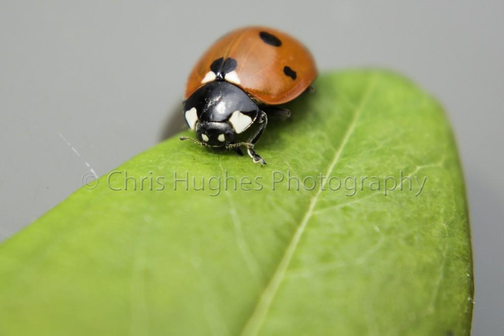 Ladybird Macro