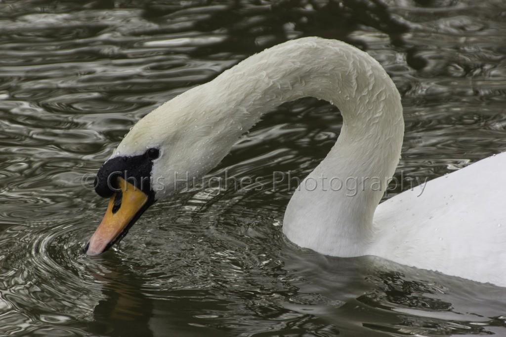 Swan by Chris Hughes Photography