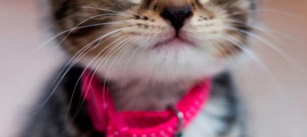 Pet Portraits / Pet Photography Bishop Auckland